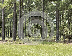 A high deer stand in pine forest for either photography or hunting