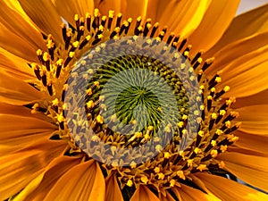 High Defination Sunflower