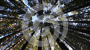 High definition 1080p movie of tall straight upright evergreen fir trees in circular motion in Oregon forest 1920x1080