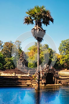 High-definition image showcasing a tall palm tree emerging from the muddy waters of the sacred Cambodian lake, Neak Pean