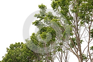 High-definition treeline isolated on white