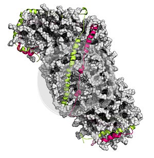 High density lipoprotein (HDL). Carrier of \