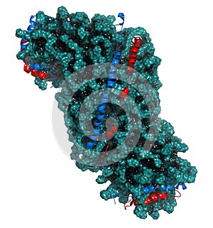 High density lipoprotein (HDL). Carrier of \