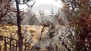 Frozen dew juniper tree pasture