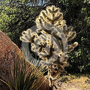 High desert Landscape and backlit cactus