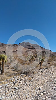 High desert landscape with Joshua trees