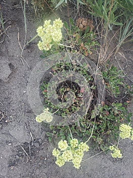 High desert plain plants