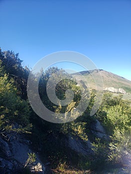 High desert plain plants and rocks