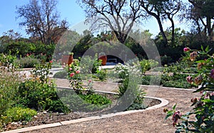 High Desert Rose Garden on a warm Summer Day