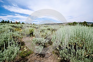 High desert sagebrush and creosote bushes through a trail. Taken in Miners Delight Wyoming