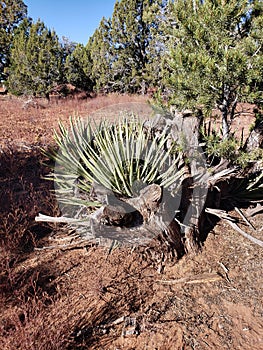 High desert vegetation variety