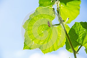 Green Leaf Vine on Blue sky with insect eco nature concept