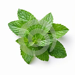 High Detail Mint Leaf On White Background - Commercial Photography