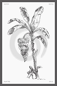 High detail vector banana palm tree sketch