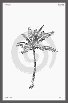 High detail vector palm tree realistic sketch