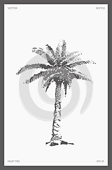 High detail vector palm tree realistic sketch