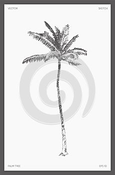 High detail vector palm tree realistic sketch