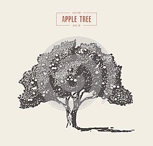 High detail vintage apple tree vector drawn