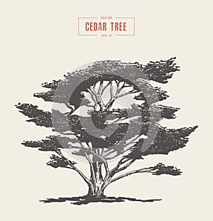 High detail vintage cedar tree drawn, vector