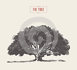 High detail vintage fig tree, hand drawn, vector