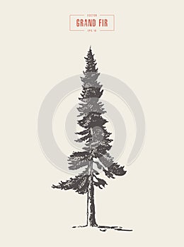 High detail vintage grand fir tree, drawn, vector photo