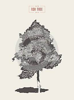 High detail vintage illustration ash tree vector