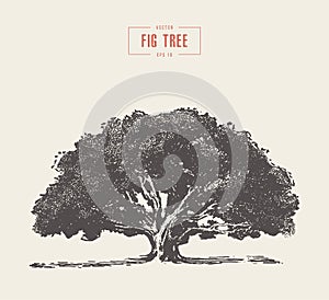 High detail vintage fig tree, hand drawn, vector photo