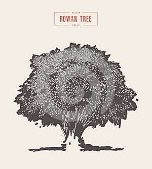 High detail vintage rowan tree, hand drawn, vector photo