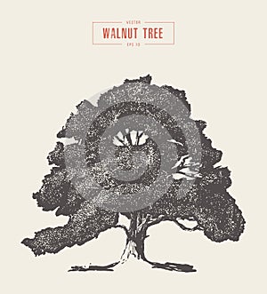 High detail vintage walnut tree hand drawn, vector photo