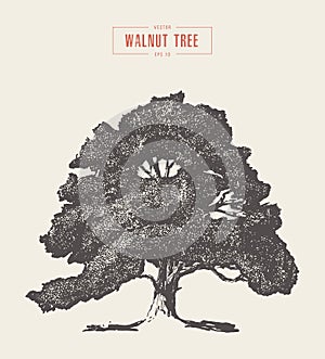 High detail vintage walnut tree hand drawn, vector