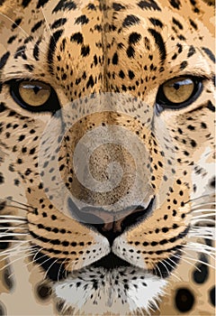 High Detailed Full Color Vector - Captivating Wild Carnivore Close-up Illustration of Intense Piercing Stare of Leopard Looking at photo