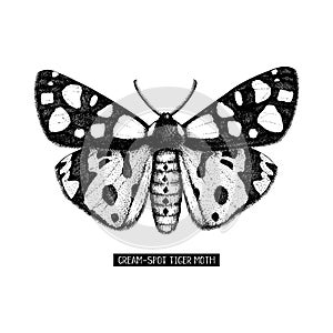 High detailed illustration of cream-spot tiger moth. Hand drawn butterfly sketch. Vintage insect drawing on white background.