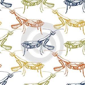 High detailed illustration of mantis pattern. Hand drawn butterfly sketch. Vintage insect drawing on white background.