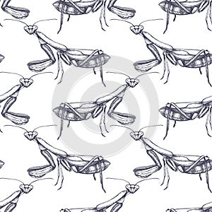 High detailed illustration of mantis pattern. Hand drawn butterfly sketch. Vintage insect drawing on white background.