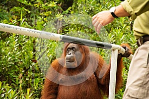 High detailed portrait of an female orangutan of borneo or Pongo pygmaeus