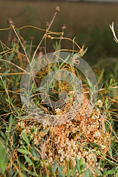 High dodder (Cuscuta campestris)