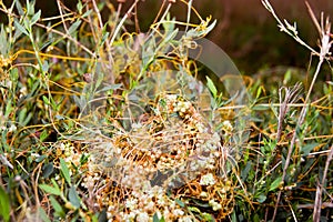 High dodder (Cuscuta campestris)