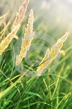 High dry grass