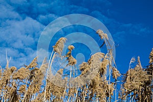 High dry marsh grass Phragmites in wetlands swamp