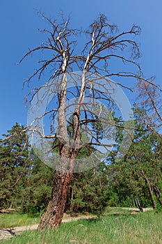 High dry tree in the forest