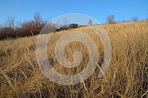 High dry yellow grass in a clearing on a hillside in the autumn under the blue sky