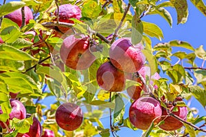 High Dynamic Rance Clusters of Maine Red Apples