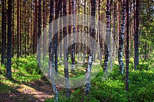 High dynamic range birch forest on the lake.