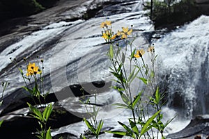 Yellow flowers near waterfall