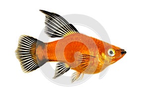 High Fin Red Wag Platy Xiphophorus Maculatus Mickey Mouse Platy aquarium fish