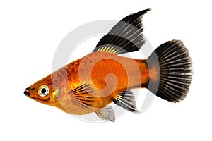 High Fin Red Wag Platy Xiphophorus Maculatus Mickey Mouse Platy aquarium fish