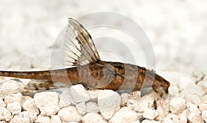 High fin whiptail catfish Rineloricaria lanceolata aquarium fish