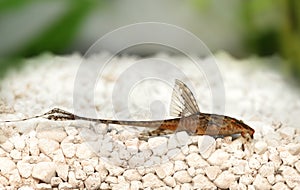 High fin whiptail catfish Rineloricaria lanceolata aquarium fish