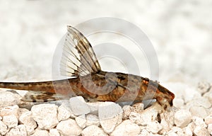 High fin whiptail catfish Rineloricaria lanceolata aquarium fish