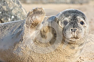 High five. Cute seal waving hi. Funny animal meme image photo